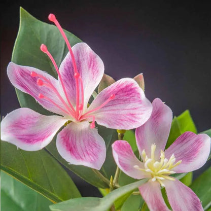 Large Artificial Tropical Ficus Tree